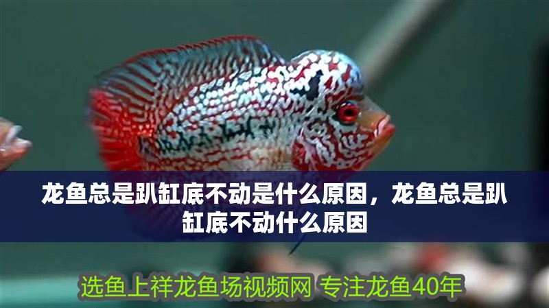 龍魚總是趴缸底不動是什么原因，龍魚總是趴缸底不動什么原因