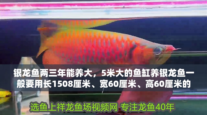 銀龍魚兩三年能養大，5米大的魚缸養銀龍魚一般要用長1508厘米、寬60厘米、高60厘米的魚缸，銀龍魚兩三年能養大5米大的魚缸養銀龍魚一般要用多大的魚缸 銀龍魚兩三年能養大，5米大的魚缸養銀龍魚一般要用長1508厘米、寬60厘米、高60厘米的魚缸，銀龍魚兩三年能養大5米大的魚缸養銀龍魚一般要用多大的魚缸 觀賞魚百科