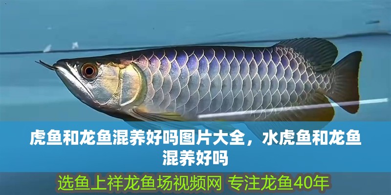 虎魚和龍魚混養好嗎圖片大全，水虎魚和龍魚混養好嗎