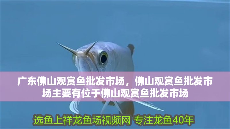 廣東佛山觀賞魚批發市場，佛山觀賞魚批發市場主要有位于佛山觀賞魚批發市場