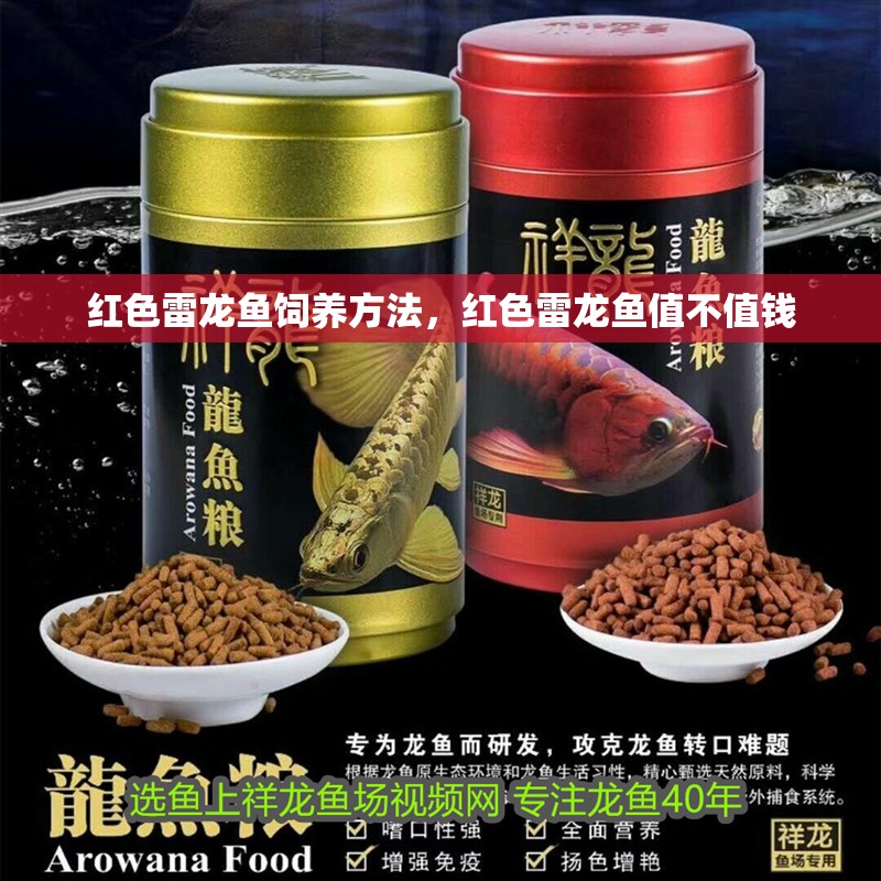紅色雷龍魚飼養(yǎng)方法，紅色雷龍魚值不值錢