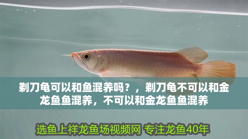 剃刀龜可以和魚混養嗎？，剃刀龜不可以和金龍魚魚混養，不可以和金龍魚魚混養 剃刀龜可以和魚混養嗎？，剃刀龜不可以和金龍魚魚混養，不可以和金龍魚魚混養 觀賞魚百科 第3張