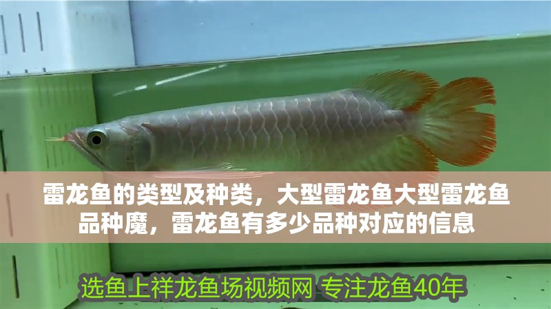 雷龍魚的類型及種類，大型雷龍魚大型雷龍魚品種魔，雷龍魚有多少品種對(duì)應(yīng)的信息