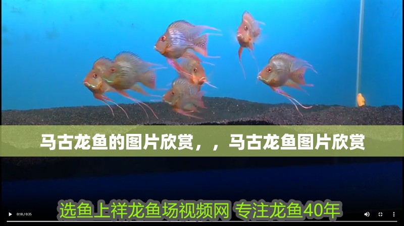 馬古龍魚的圖片欣賞，，馬古龍魚圖片欣賞