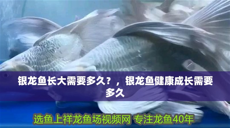 銀龍魚長大需要多久？，銀龍魚健康成長需要多久