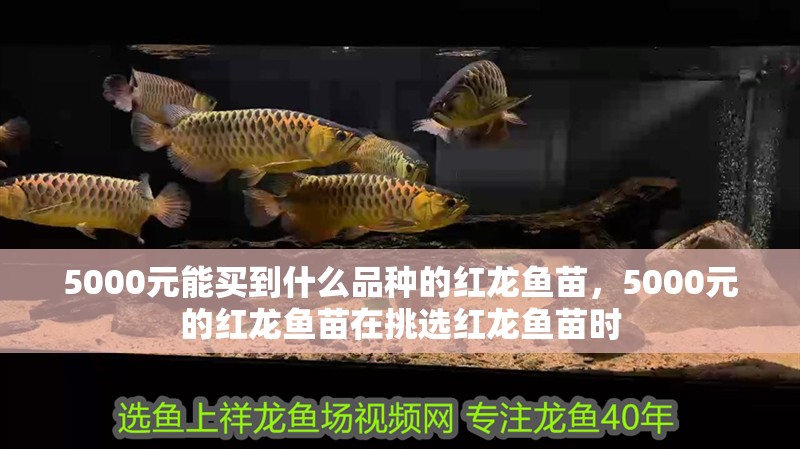 5000元能買到什么品種的紅龍魚苗，5000元的紅龍魚苗在挑選紅龍魚苗時