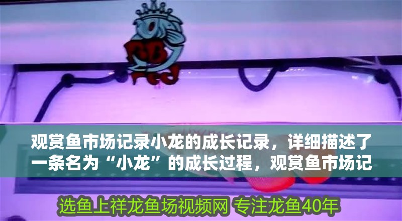 觀賞魚市場記錄小龍的成長記錄，詳細描述了一條名為“小龍”的成長過程，觀賞魚市場記錄小龍的成長