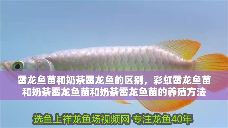 雷龍魚苗和奶茶雷龍魚的區(qū)別，彩虹雷龍魚苗和奶茶雷龍魚苗和奶茶雷龍魚苗的養(yǎng)殖方法