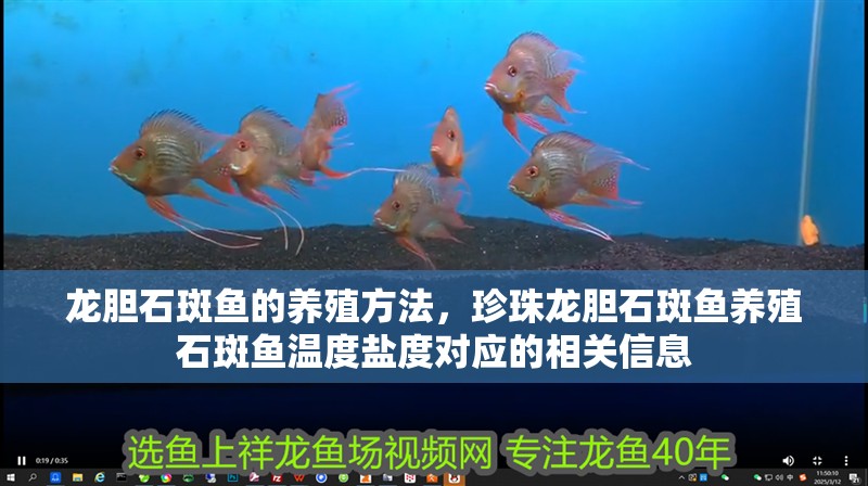 龍膽石斑魚(yú)的養(yǎng)殖方法，珍珠龍膽石斑魚(yú)養(yǎng)殖石斑魚(yú)溫度鹽度對(duì)應(yīng)的相關(guān)信息
