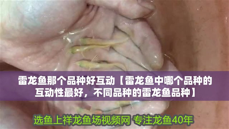 雷龍魚那個(gè)品種好互動(dòng)【雷龍魚中哪個(gè)品種的互動(dòng)性最好，不同品種的雷龍魚品種】 雷龍魚那個(gè)品種好互動(dòng)【雷龍魚中哪個(gè)品種的互動(dòng)性最好，不同品種的雷龍魚品種】 觀賞魚百科 第2張