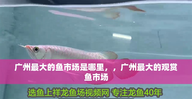 廣州最大的魚市場是哪里，，廣州最大的觀賞魚市場