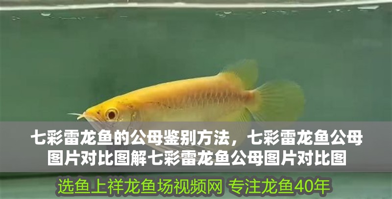 七彩雷龍魚的公母鑒別方法，七彩雷龍魚公母圖片對比圖解七彩雷龍魚公母圖片對比圖