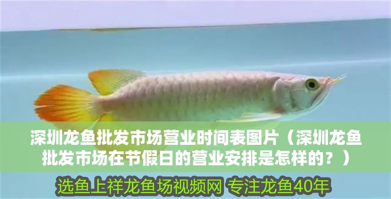 <strong><mark>深圳</mark></strong>龍魚批發(fā)市場營業(yè)時間表圖片（<strong><mark>深圳</mark></strong>龍魚批發(fā)市場在節(jié)假日的營業(yè)安排是怎樣的？）
