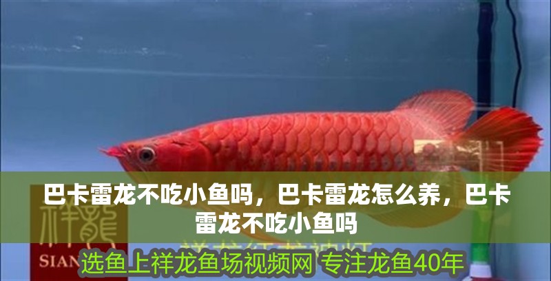 巴卡雷龍不吃小魚嗎，巴卡雷龍怎么養，巴卡雷龍不吃小魚嗎