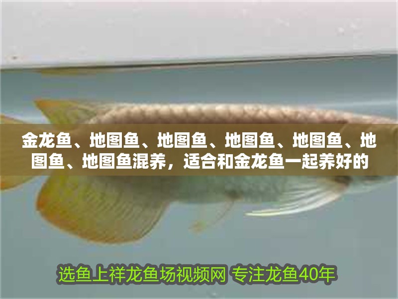 金龍魚(yú)、地圖魚(yú)、地圖魚(yú)、地圖魚(yú)、地圖魚(yú)、地圖魚(yú)、地圖魚(yú)混養(yǎng)，適合和金龍魚(yú)一起養(yǎng)好的魚(yú)有哪些？