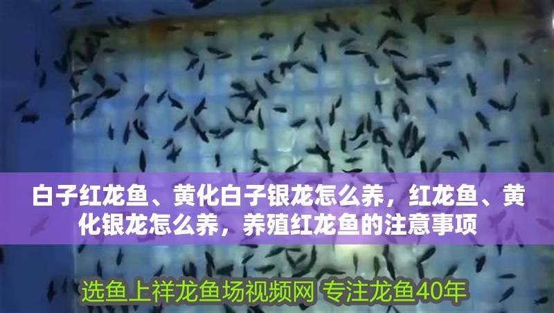 白子紅龍魚(yú)、黃化白子銀龍?jiān)趺答B(yǎng)，紅龍魚(yú)、黃化銀龍?jiān)趺答B(yǎng)，養(yǎng)殖紅龍魚(yú)的注意事項(xiàng)