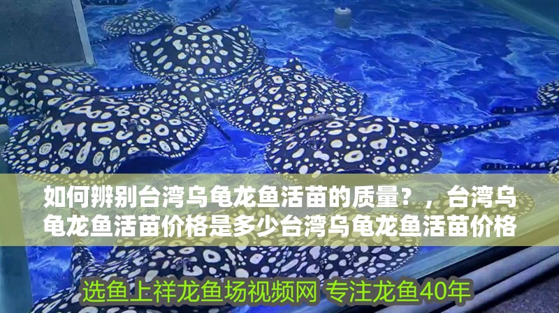 如何辨別臺(tái)灣烏龜龍魚(yú)活苗的質(zhì)量？，臺(tái)灣烏龜龍魚(yú)活苗價(jià)格是多少臺(tái)灣烏龜龍魚(yú)活苗價(jià)格是多少