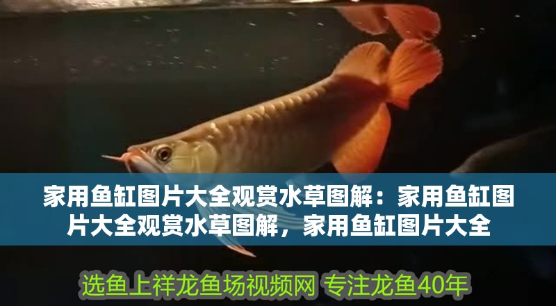 家用魚缸圖片大全觀賞水草圖解：家用魚缸圖片大全觀賞水草圖解，家用魚缸圖片大全 家用魚缸圖片大全觀賞水草圖解：家用魚缸圖片大全觀賞水草圖解，家用魚缸圖片大全 觀賞魚百科 第2張