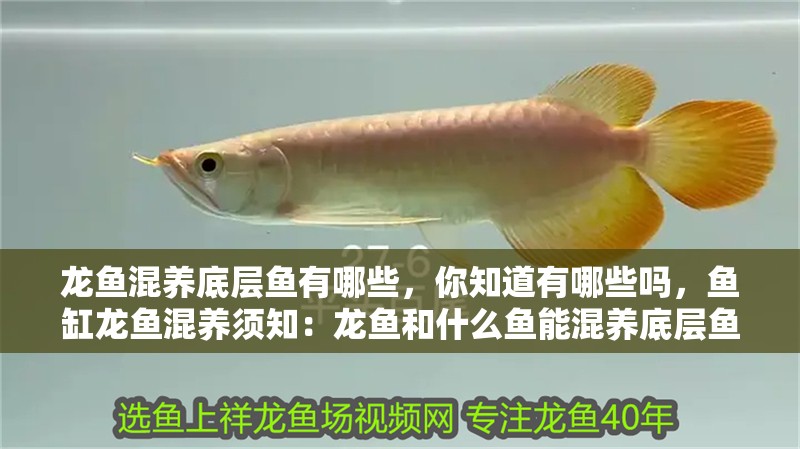龍魚混養(yǎng)底層魚有哪些，你知道有哪些嗎，魚缸龍魚混養(yǎng)須知：龍魚和什么魚能混養(yǎng)底層魚有哪些
