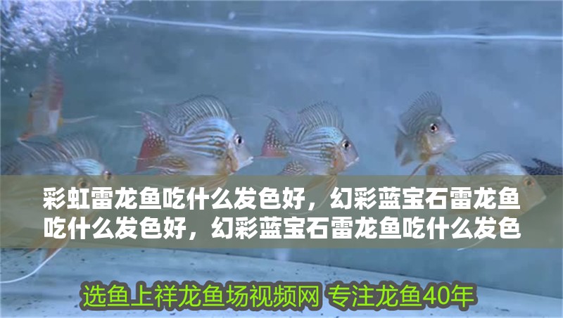 彩虹雷龍魚吃什么發色好，幻彩藍寶石雷龍魚吃什么發色好，幻彩藍寶石雷龍魚吃什么發色好