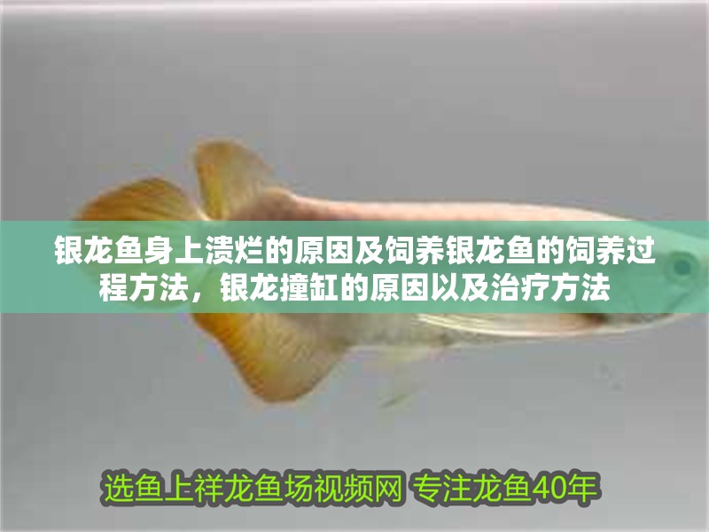 銀龍魚身上潰爛的原因及飼養(yǎng)銀龍魚的飼養(yǎng)過程方法，銀龍撞缸的原因以及治療方法
