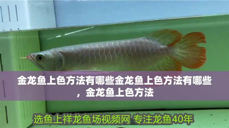 金龍魚上色方法有哪些金龍魚上色方法有哪些，金龍魚上色方法