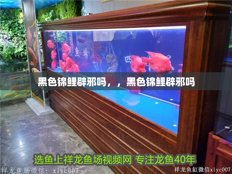 黑色錦鯉辟邪嗎，，黑色錦鯉辟邪嗎