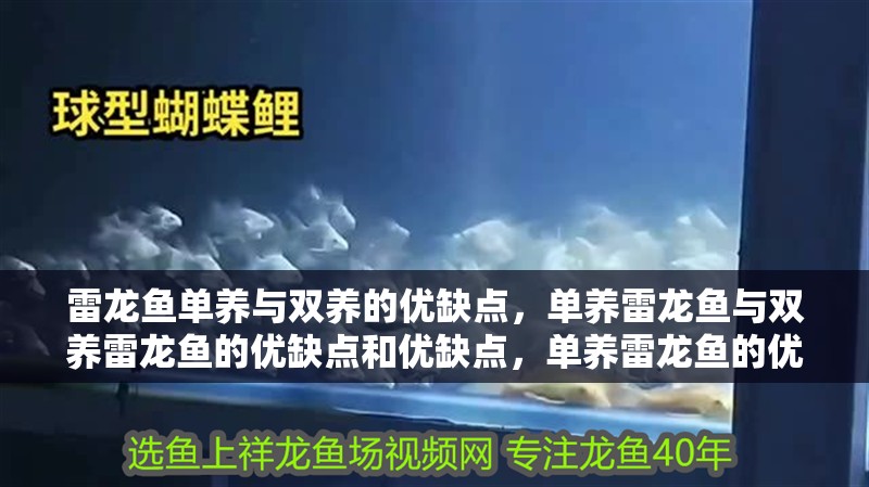 雷龍魚單養(yǎng)與雙養(yǎng)的優(yōu)缺點，單養(yǎng)雷龍魚與雙養(yǎng)雷龍魚的優(yōu)缺點和優(yōu)缺點，單養(yǎng)雷龍魚的優(yōu)缺點