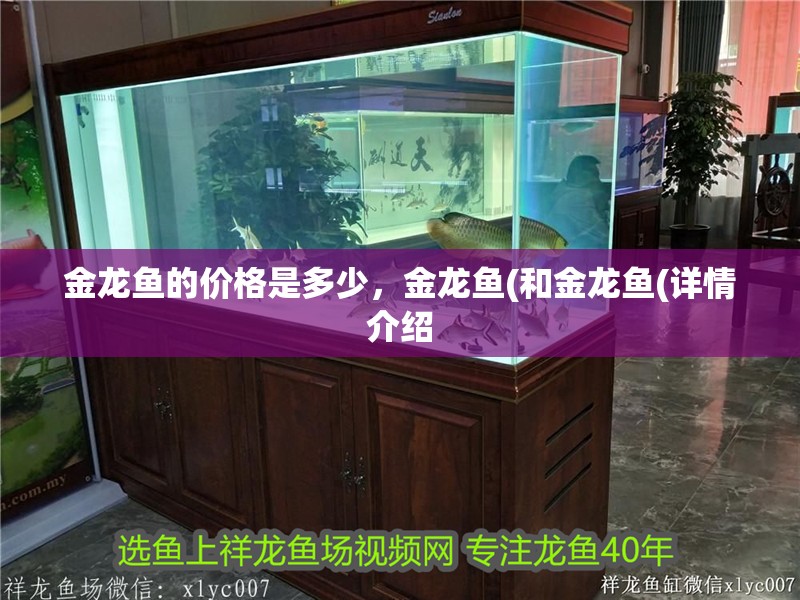金龍魚的價格是多少，金龍魚(和金龍魚(詳情介紹