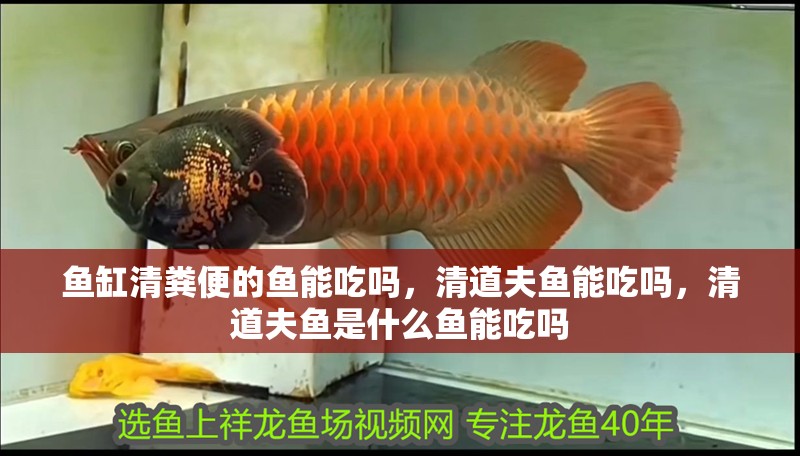 魚缸清糞便的魚能吃嗎，清道夫魚能吃嗎，清道夫魚是什么魚能吃嗎