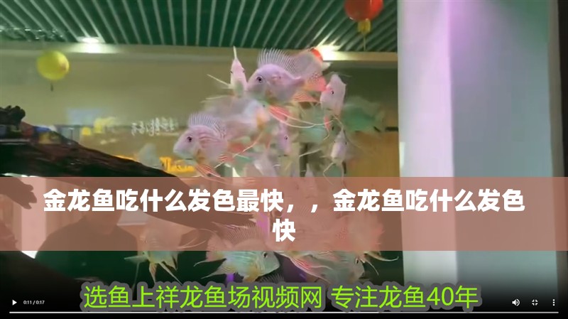 金龍魚吃什么發色最快，，金龍魚吃什么發色快