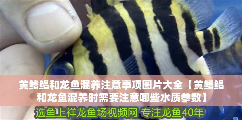 黃鰭鯧和龍魚混養注意事項圖片大全【黃鰭鯧和龍魚混養時需要注意哪些水質參數】