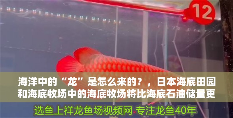 海洋中的“龍”是怎么來的？，日本海底田園和海底牧場中的海底牧場將比海底石油儲量更出色