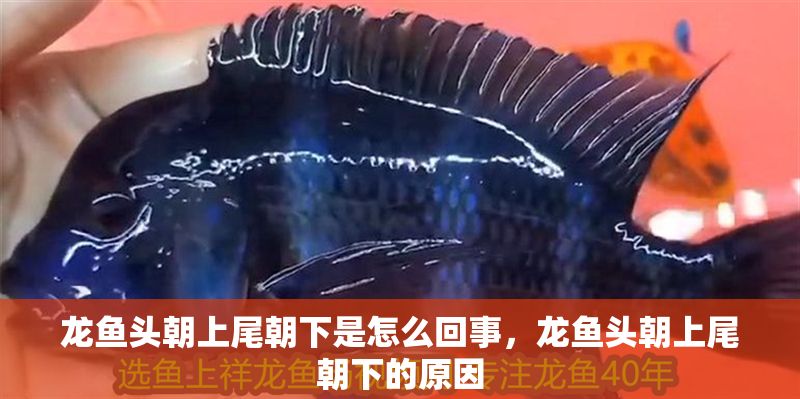 龍魚(yú)頭朝上尾朝下是怎么回事，龍魚(yú)頭朝上尾朝下的原因