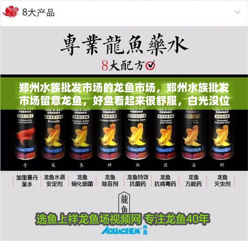 鄭州水族批發市場的龍魚市場，鄭州水族批發市場留意龍魚，好魚看起來很舒服，白光沒位置信息