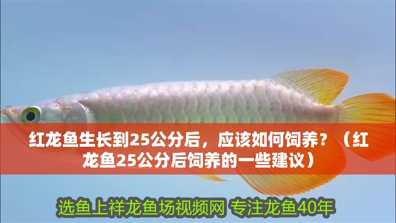 紅龍魚生長到25公分后，應該如何飼養？（紅龍魚25公分后飼養的一些建議）