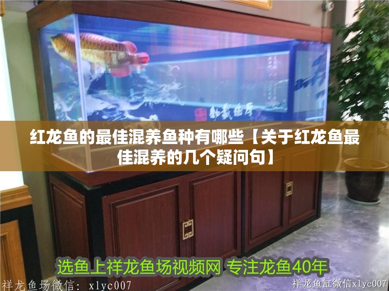 紅龍魚的最佳混養(yǎng)魚種有哪些【關于紅龍魚最佳混養(yǎng)的幾個疑問句】