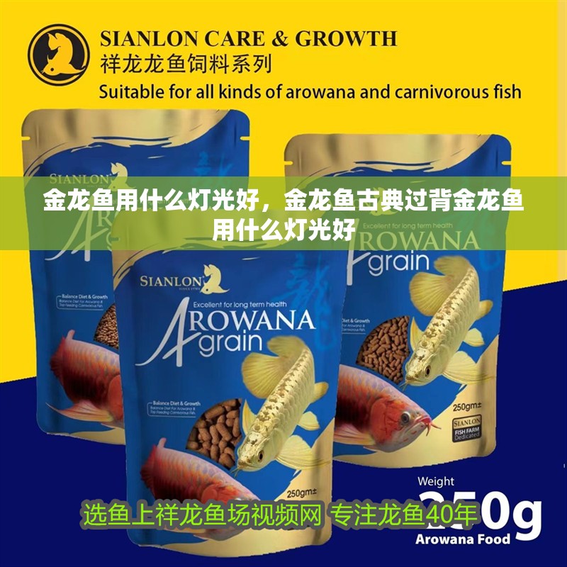 金龍魚用什么燈光好，金龍魚古典過背金龍魚用什么燈光好