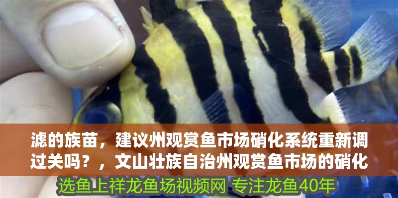 濾的族苗，建議州觀賞魚市場硝化系統重新調過關嗎？，文山壯族自治州觀賞魚市場的硝化系統擺放有什么問題 濾的族苗，建議州觀賞魚市場硝化系統重新調過關嗎？，文山壯族自治州觀賞魚市場的硝化系統擺放有什么問題 觀賞魚百科