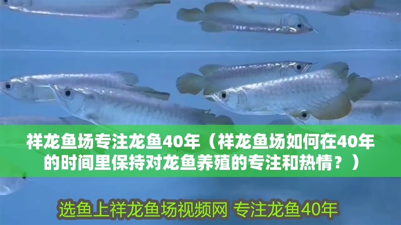 祥龍魚場專注龍魚40年（祥龍魚場如何在40年的時間里保持對龍魚養(yǎng)殖的專注和熱情？）