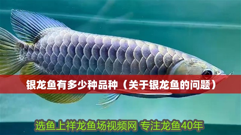 銀龍魚有多少種品種（關(guān)于銀龍魚的問題）