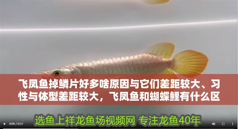 飛鳳魚掉鱗片好多啥原因與它們差距較大、習性與體型差距較大，飛鳳魚和蝴蝶鯉有什么區別 飛鳳魚掉鱗片好多啥原因與它們差距較大、習性與體型差距較大，飛鳳魚和蝴蝶鯉有什么區別 觀賞魚百科 第2張