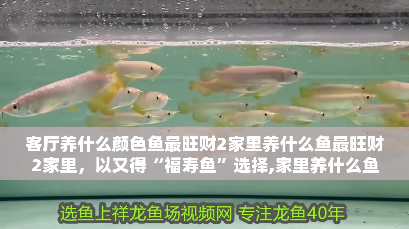 客廳養什么顏色魚最旺財2家里養什么魚最旺財2家里，以又得“福壽魚”選擇,家里養什么魚類最旺財