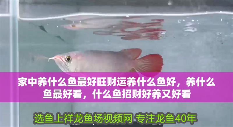 家中養(yǎng)什么魚(yú)最好旺財(cái)運(yùn)養(yǎng)什么魚(yú)好，養(yǎng)什么魚(yú)最好看，什么魚(yú)招財(cái)好養(yǎng)又好看