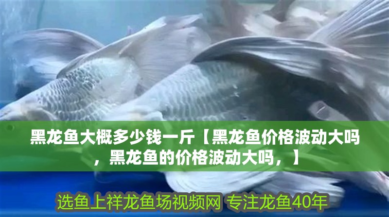 黑龍魚大概多少錢一斤【黑龍魚價格波動大嗎，黑龍魚的價格波動大嗎，】