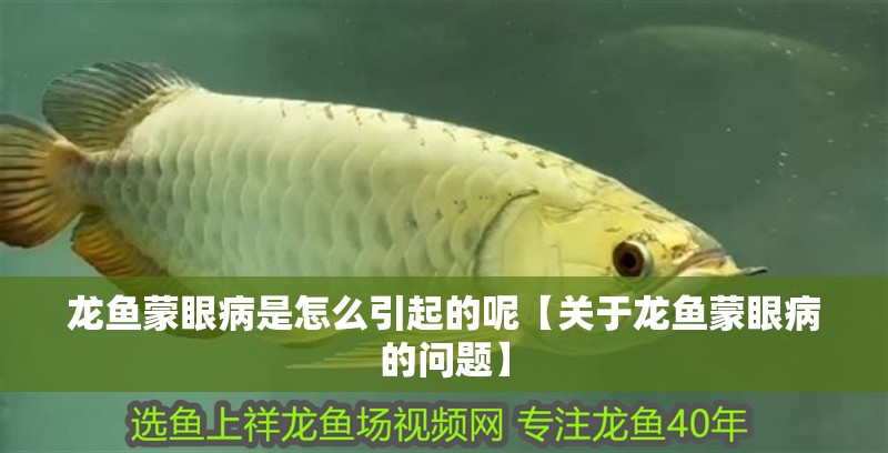 龍魚蒙眼病是怎么引起的呢【關于龍魚蒙眼病的問題】