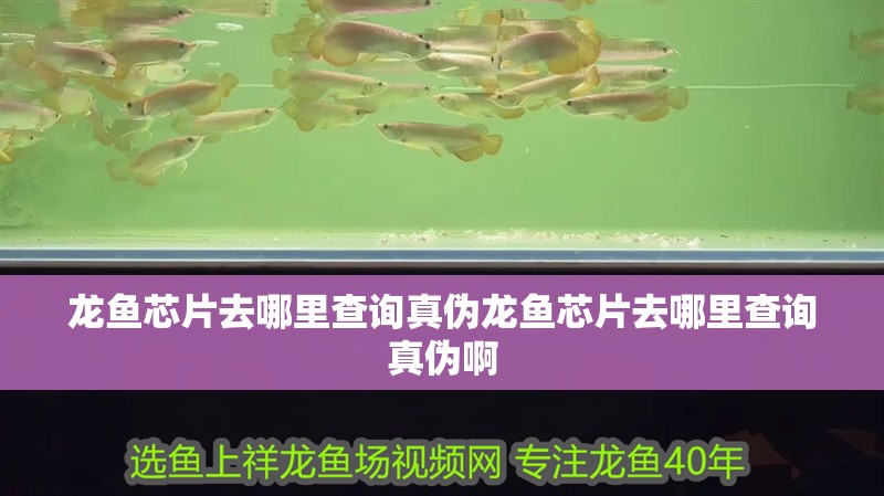 龍魚芯片去哪里查詢真偽龍魚芯片去哪里查詢真偽啊