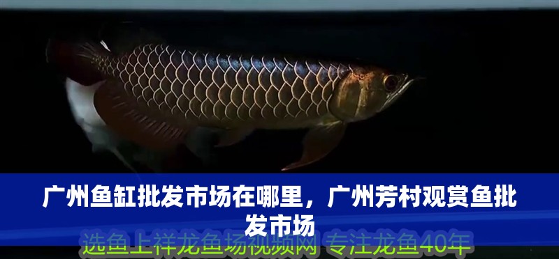 廣州魚缸批發市場在哪里，廣州芳村觀賞魚批發市場