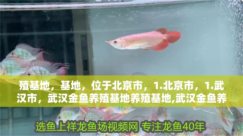 殖基地，基地，位于北京市，1.北京市，1.武漢市，武漢金魚養(yǎng)殖基地養(yǎng)殖基地,武漢金魚養(yǎng)殖基地有哪些