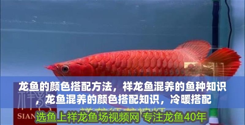 龍魚的顏色搭配方法，祥龍魚混養的魚種知識，龍魚混養的顏色搭配知識，冷暖搭配